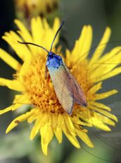 Jordanita-chloros_самец_1